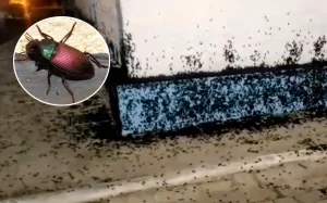 Tenente-Coronel Jarbas Barbosa Comandante do 10º BBM alerta sobre besouro “carocha” e orienta população sobre cuidados. VEJA O VÍDEO!